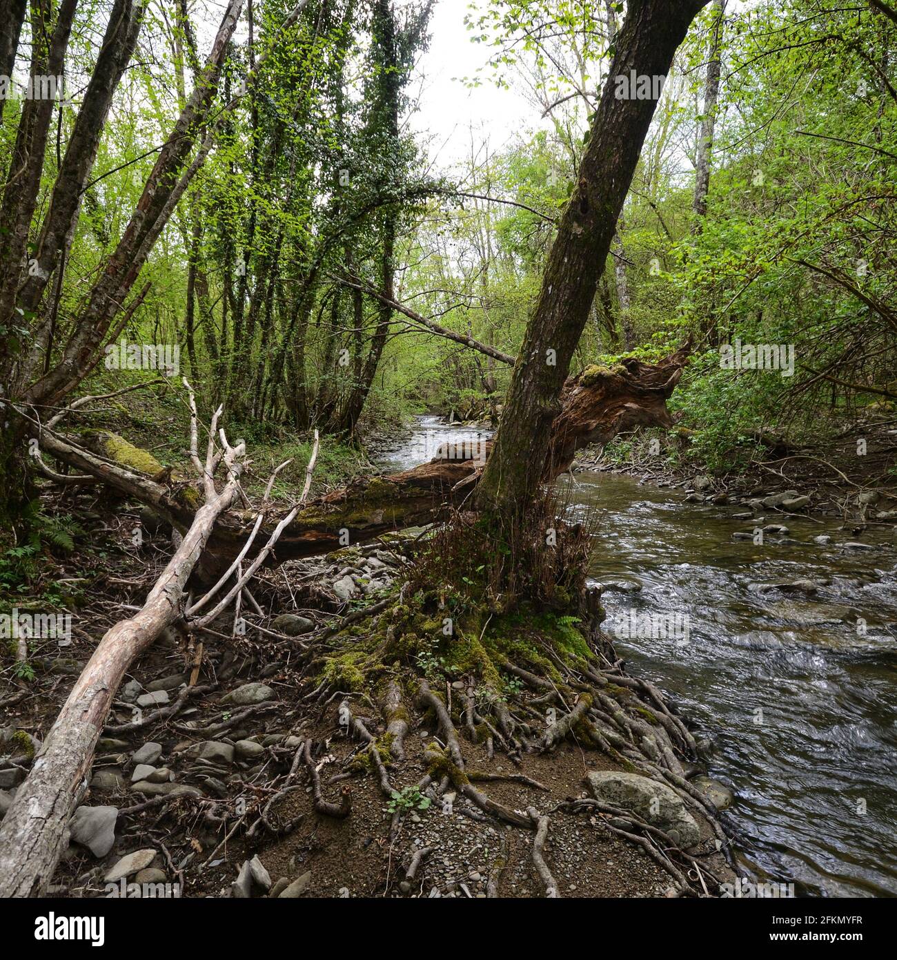 Torrente che scorre nella foresta in Toscana, Italia Foto Stock