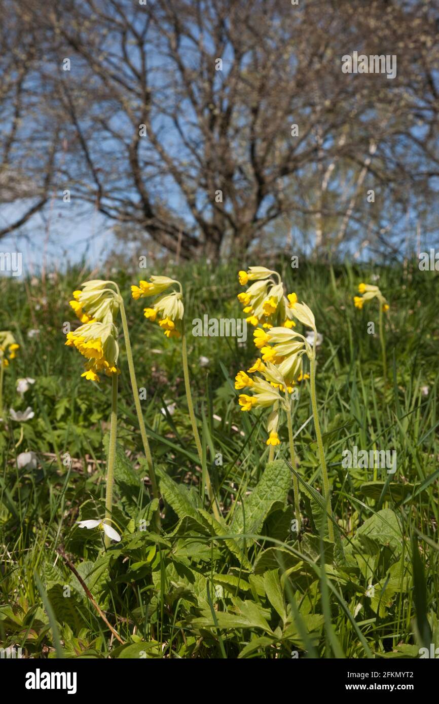 Fiori di cowslip su un prato in primavera Foto Stock