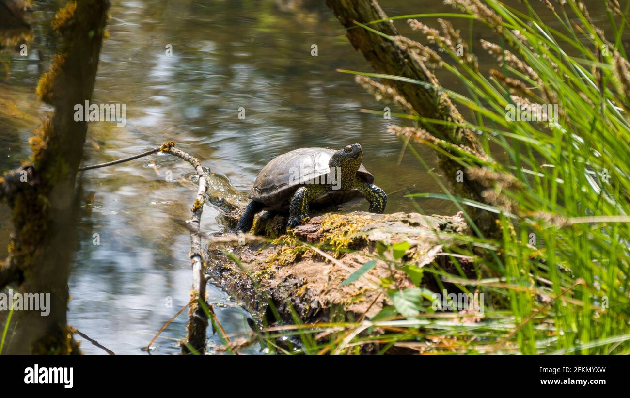 Tartaruga d'acqua su un log al sole Foto Stock