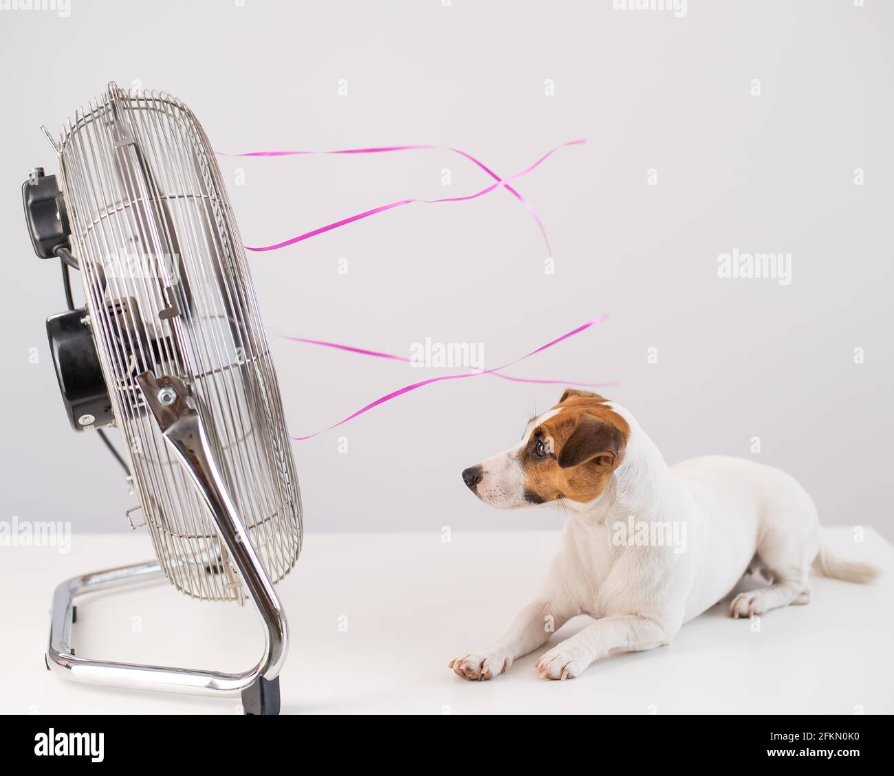 Jack russell terrier cane si siede godendo la brezza di raffreddamento da  un ventilatore elettrico su uno sfondo bianco Foto stock - Alamy