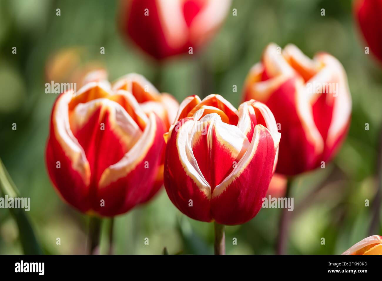 Tulipa "Abu Hassan' Foto Stock