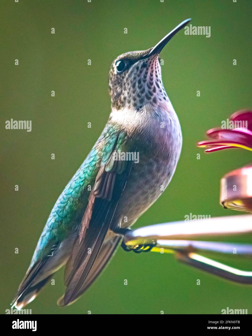 Ritratto di una femmina o immatura colubris (Archilochus colubris) con gola di rubino arroccato su un alimentatore con sfondo bokeh. Foto Stock