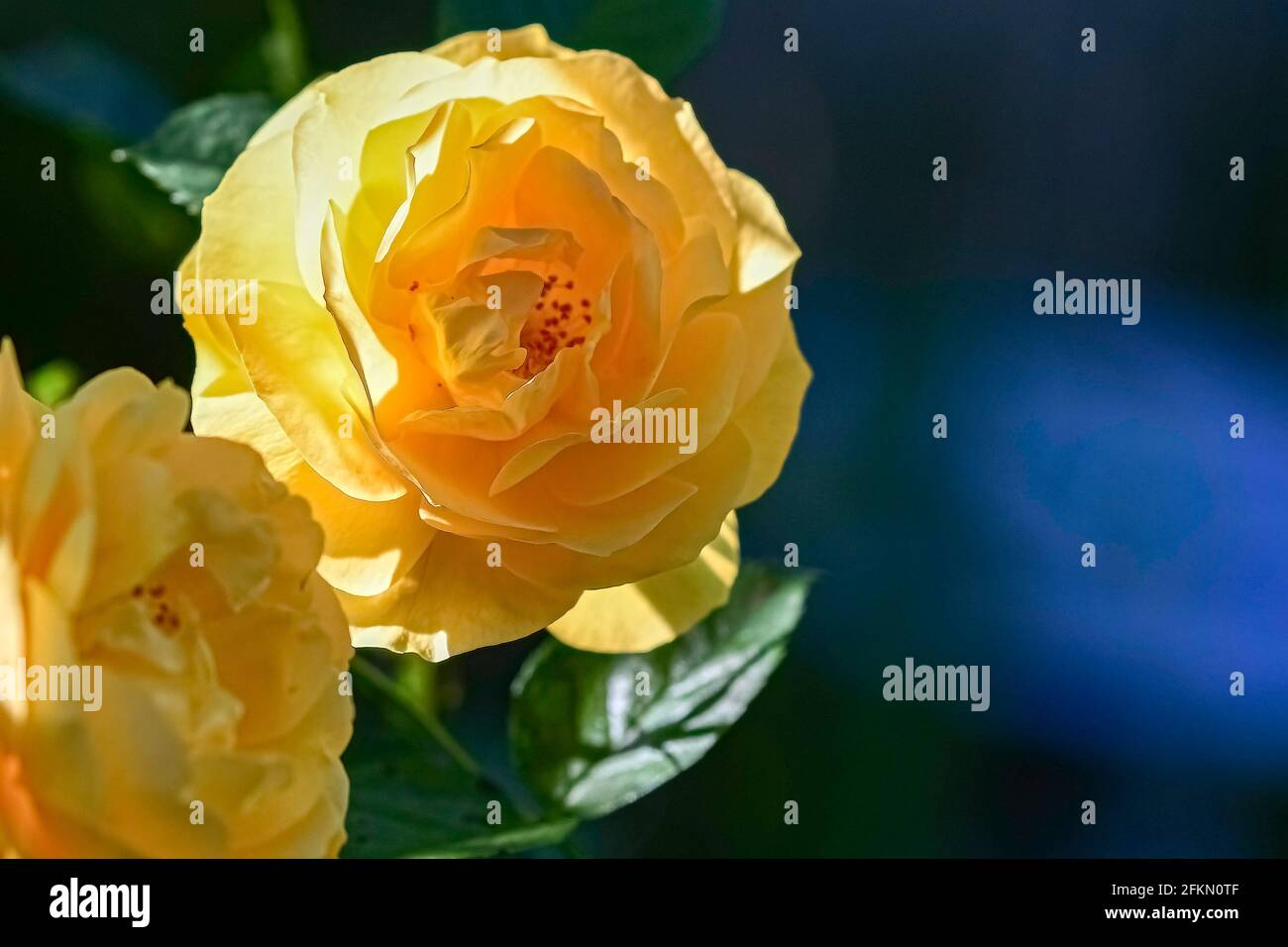 Delicata rose gialle a sinistra con blu e verde bokeh spazio negativo a destra. Foto Stock