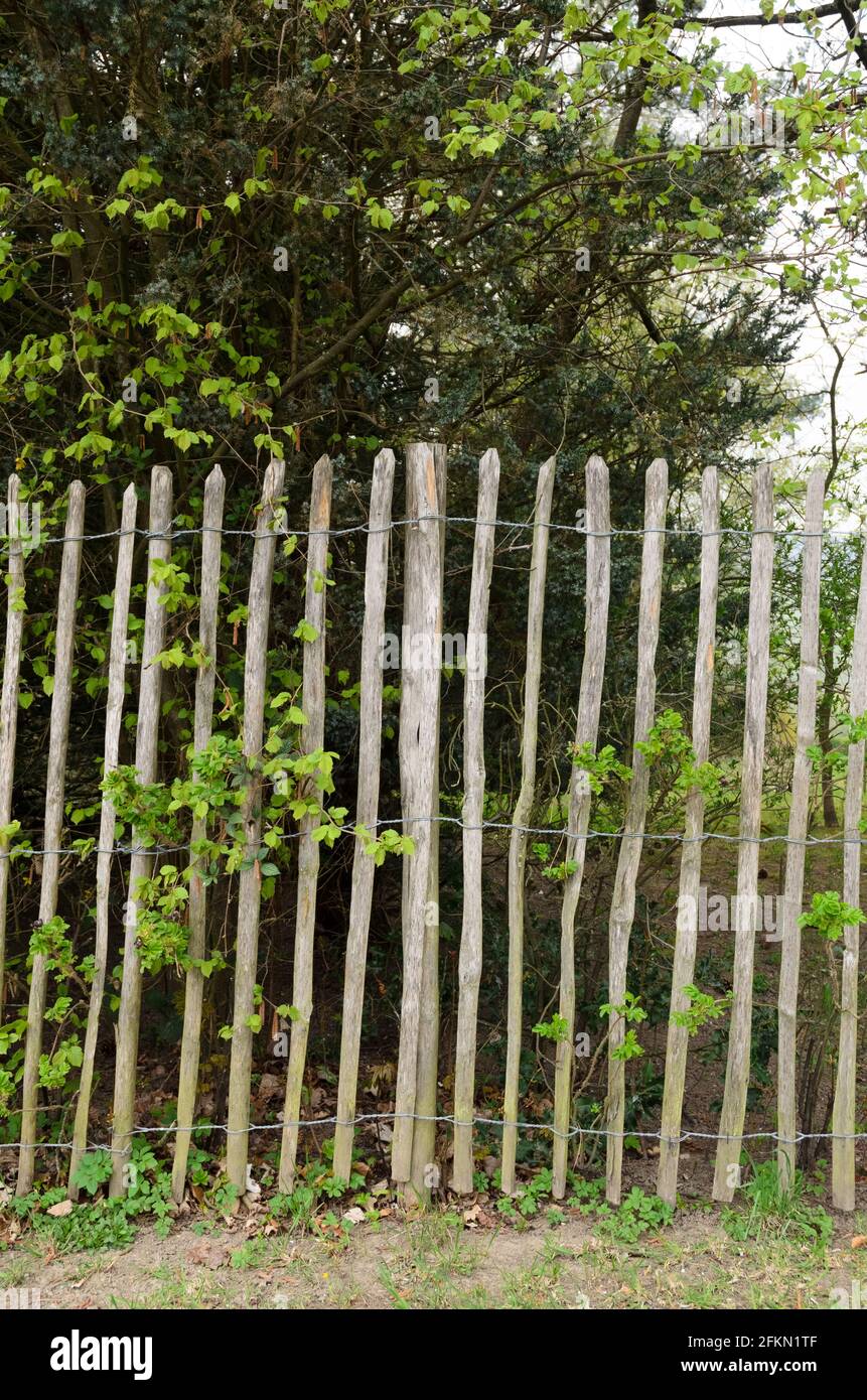 Recinzione in legno fatta di pali sottili con fili metallici intorno ad un giardino durante la primavera in Germania, Europa Foto Stock