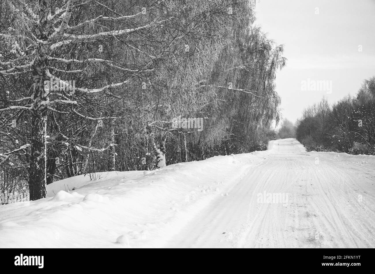 Paesaggio rurale invernale bianco e nero con alberi innevati e strada di campagna durante la mattina gelata Foto Stock