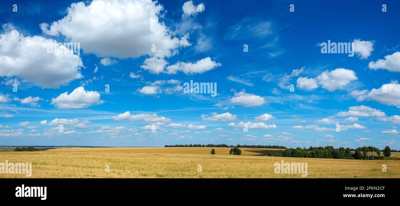 Paesaggio rurale estivo con bel cielo blu sopra l'oro campi di fattoria Foto Stock
