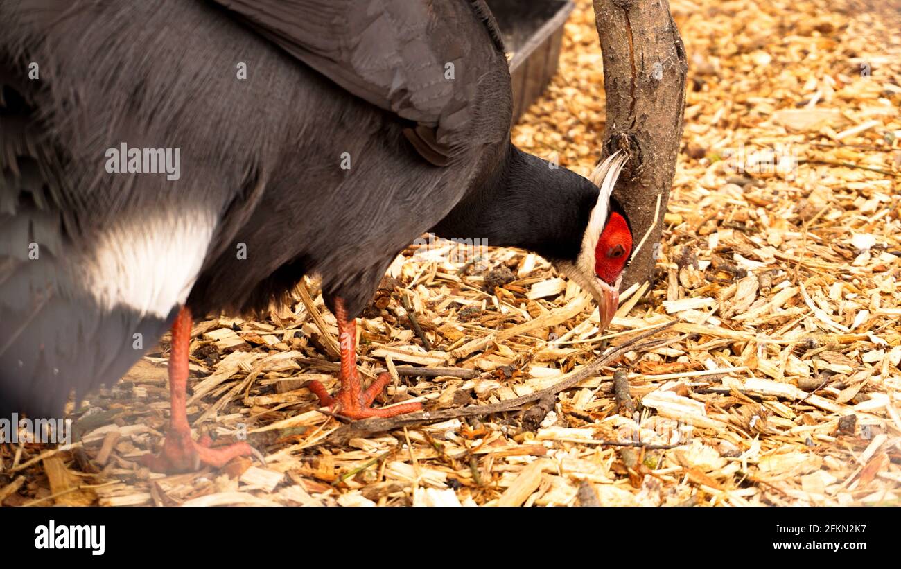 Fagiano bianco in gabbia. Uccelli allo zoo o alla fattoria. Testa di uccello Foto Stock