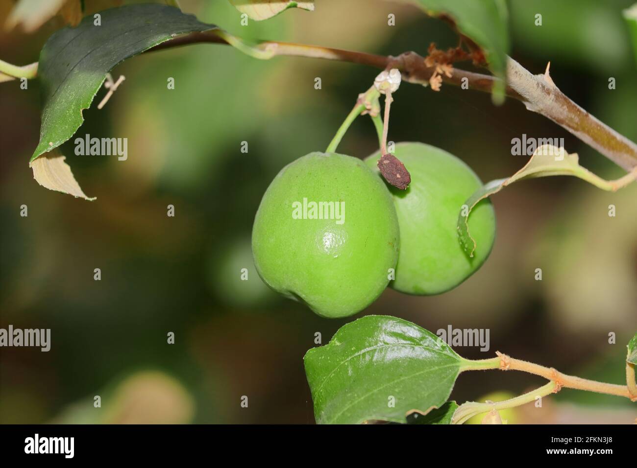 Primo piano di frutta fresca di jujujbe verde che cresce nel frutteto. Foto Stock