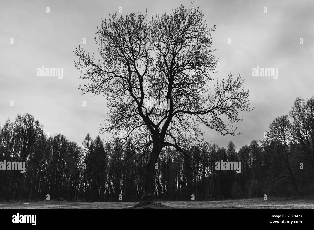 La silhouette di un albero solitario senza foglie in al centro di una compensazione Foto Stock