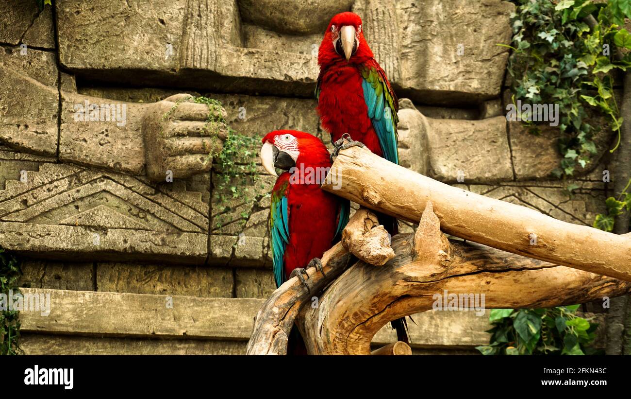 Due pappagalli rossi macaw su un ramo. Sfondo della giungla. Pappagalli nello zoo Foto Stock