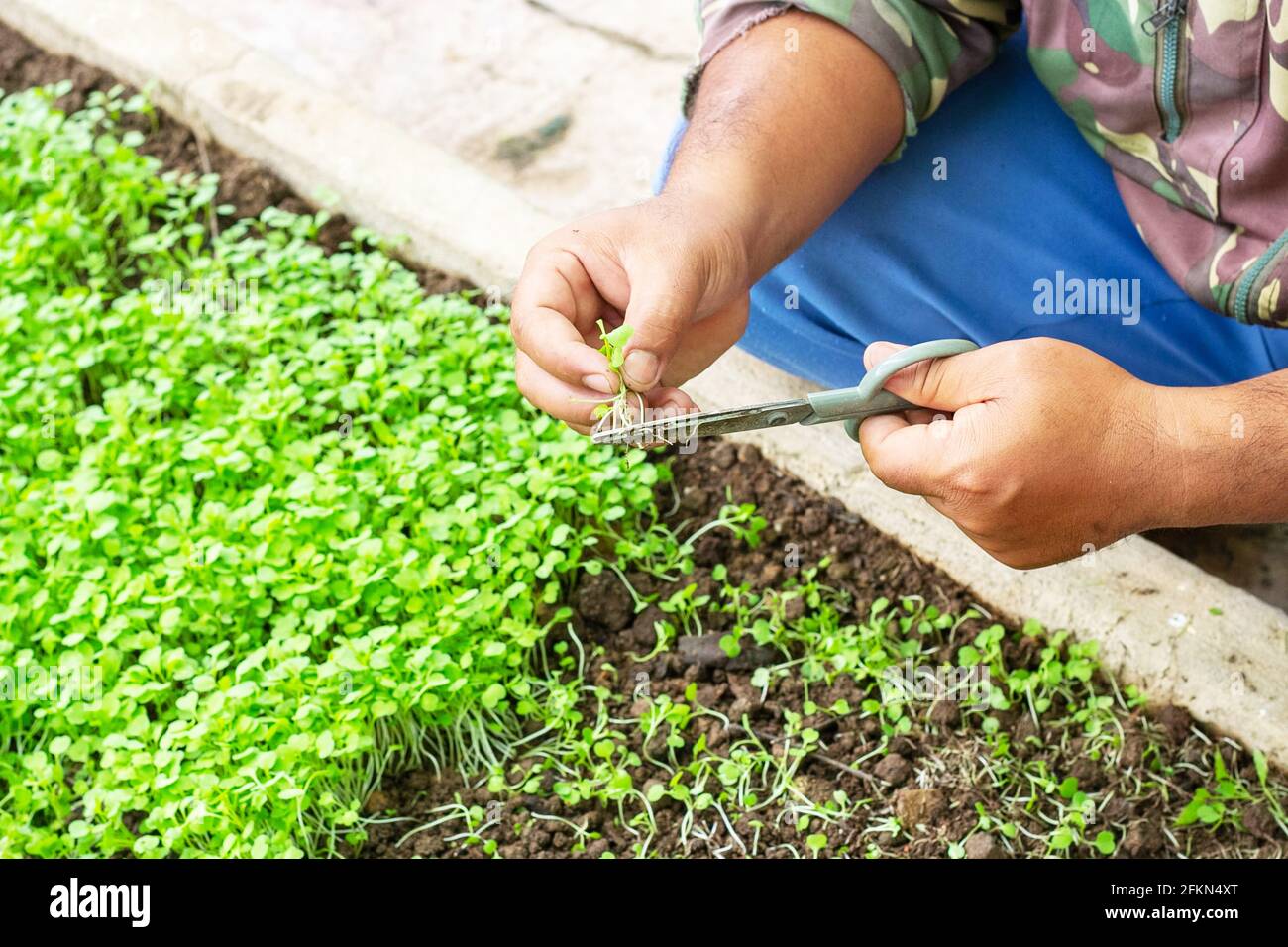 Lavoratore tagliando verdure con forbici di piante per raccolto Foto Stock