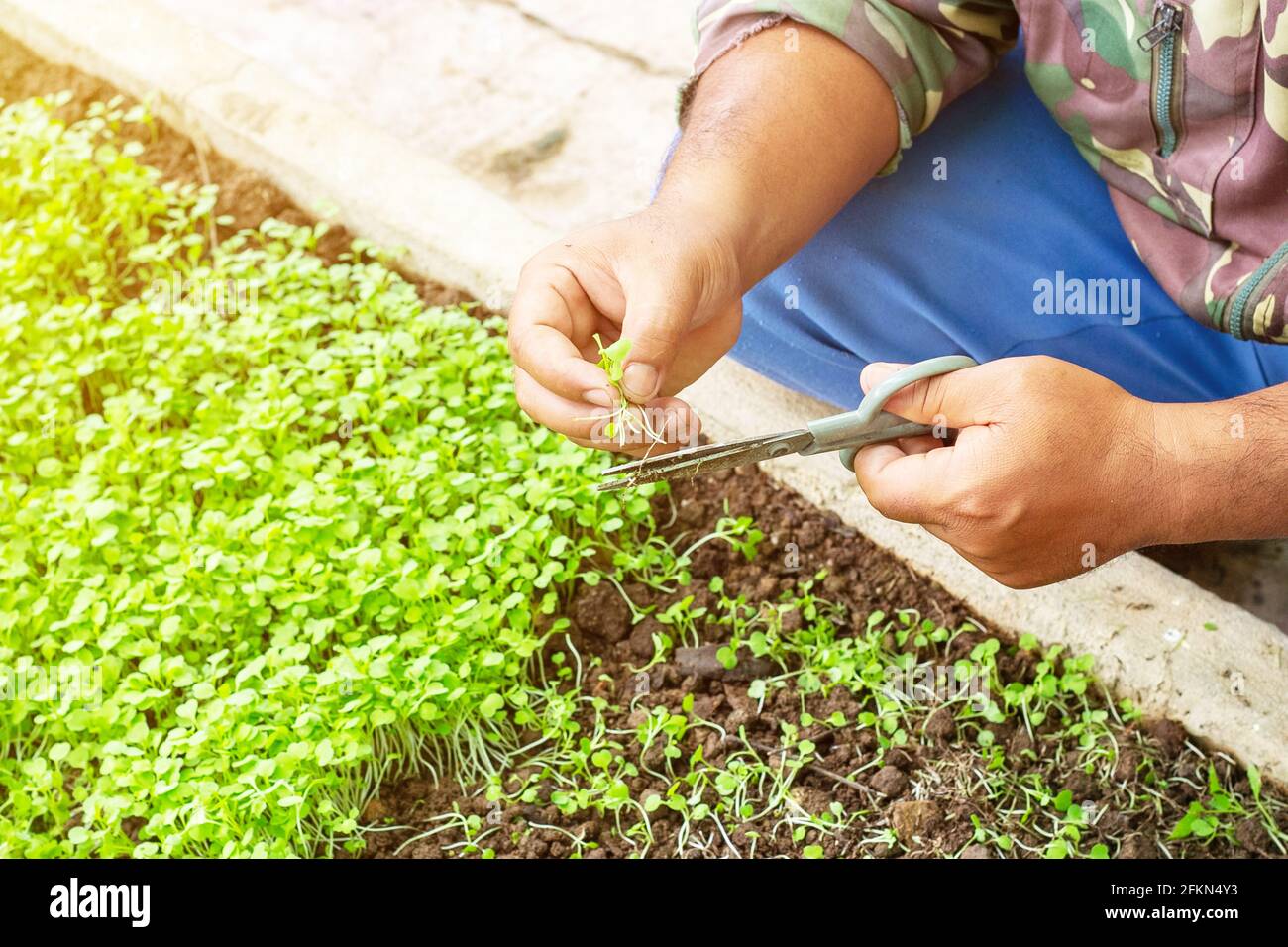 Lavoratore tagliando verdure con forbici di piante per raccolto Foto Stock Lavoratore tagliando verdure con forbici di piante per raccolto Foto Stock