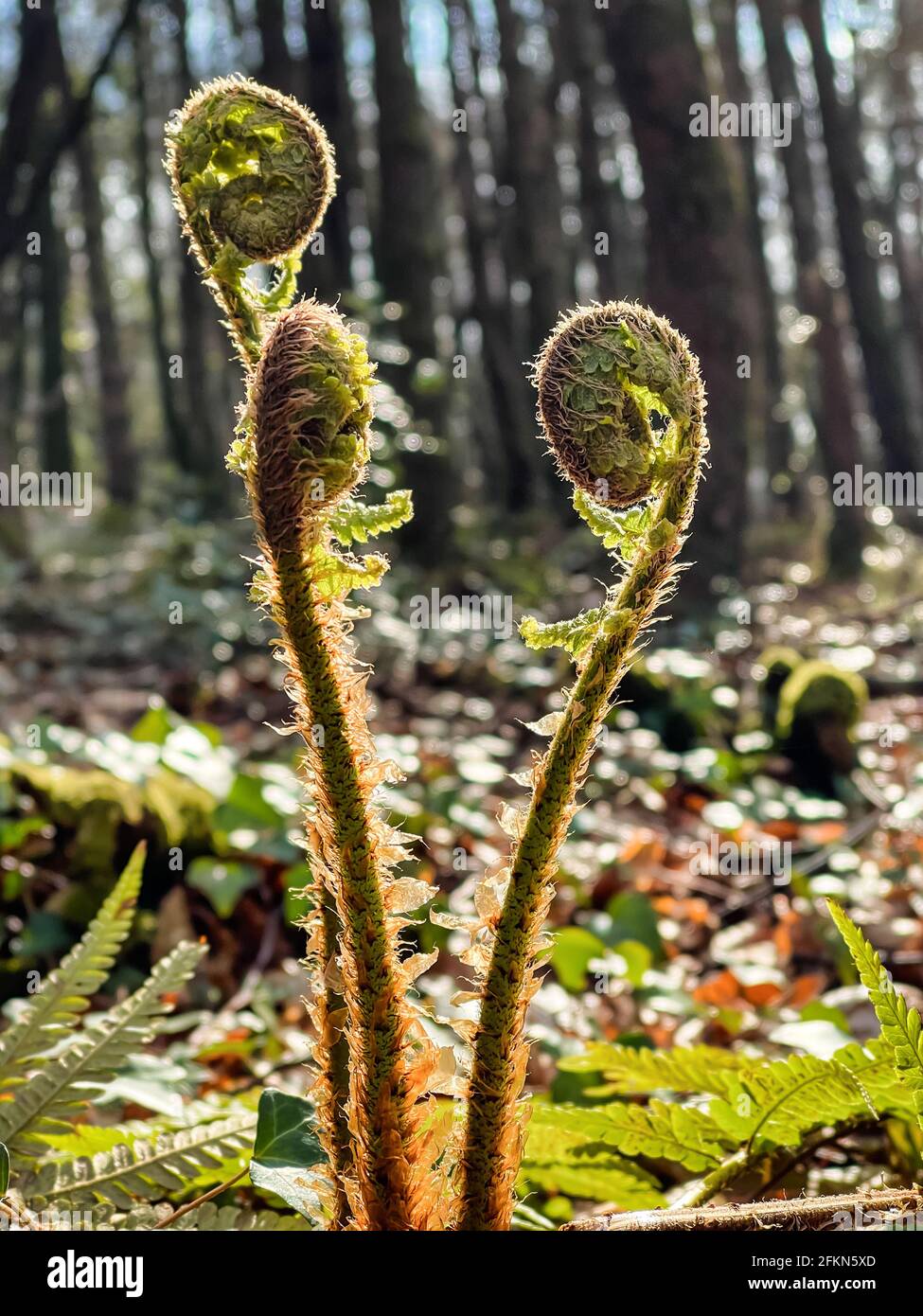 Germogliare Fern Fiddleheads su un pavimento della foresta irlandese in anticipo molla Foto Stock