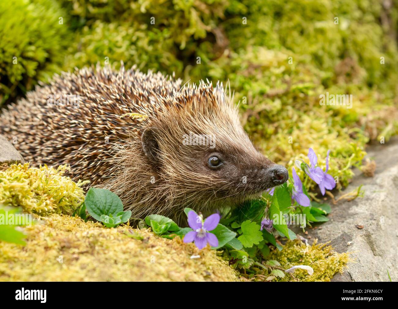 Hedgehog in primavera. Primo piano di un hedgehog selvaggio, nativo, europeo che forge in habitat naturale giardino con muschio verde e violette viola. Di fronte Foto Stock