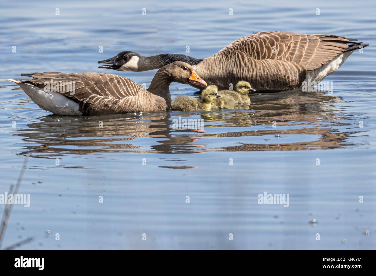 Greylag o Greylag Goose, Anser anser, con pettini, & aggressive Canada Goose, Branta canadensis, National Trust, Brownsea Island, Dorset, REGNO UNITO Foto Stock