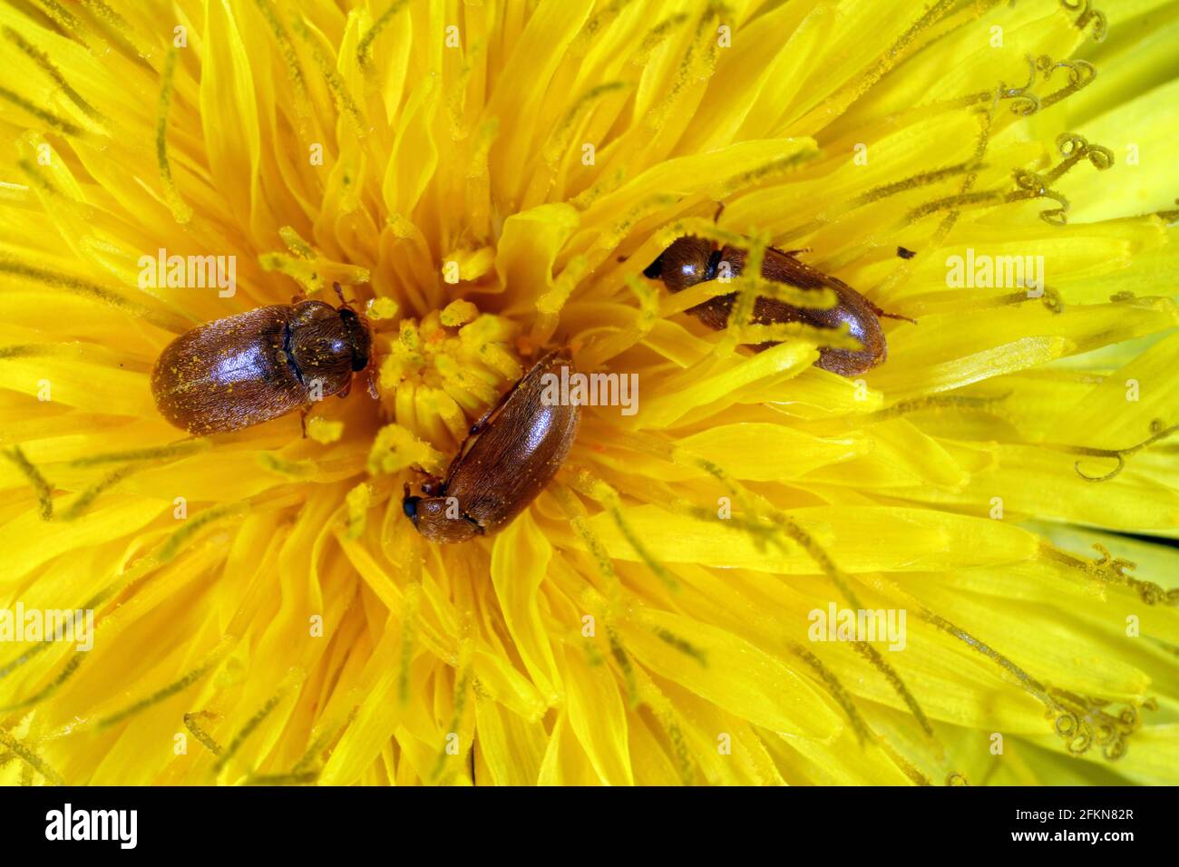 Il petolo di lampone (Byturus tomentosus). Si tratta di un parassito importante che colpisce lampone, mora e piante di loganberry. Foto Stock