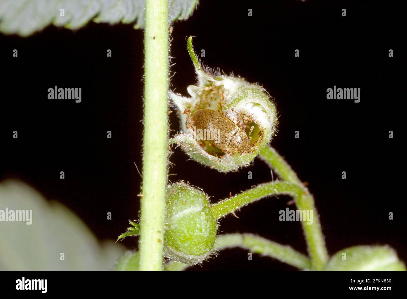 Il petolo di lampone (Byturus tomentosus). Si tratta di un parassito importante che colpisce lampone, mora e piante di loganberry. Foto Stock