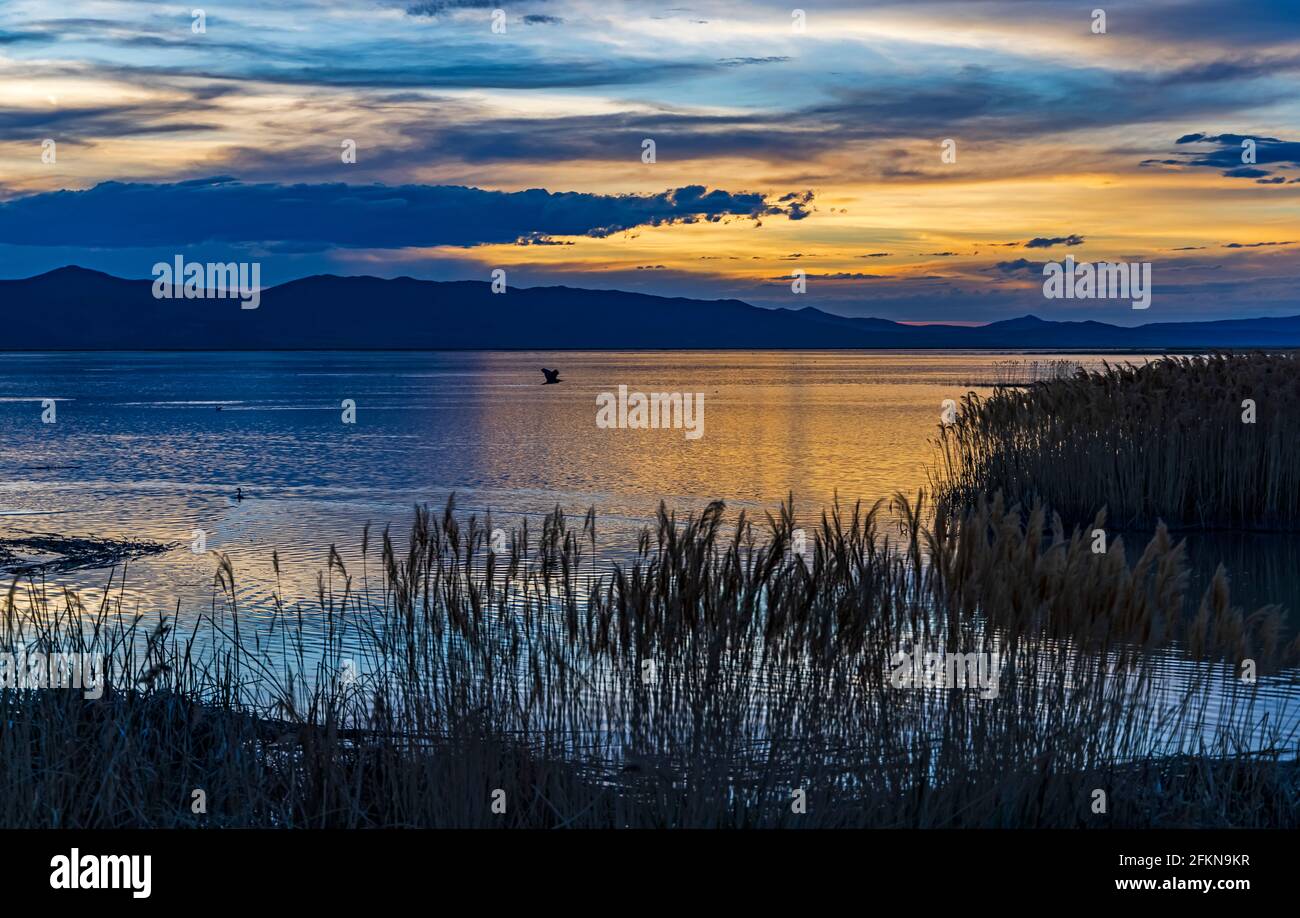 Un Nycticorax (Nycticorax nycticorax) vola vicino come il tramonto riflette sull'acqua dell'unità 2 del Refuge migratorio degli uccelli di Bear River vicino a Brigham City, UT. Foto Stock