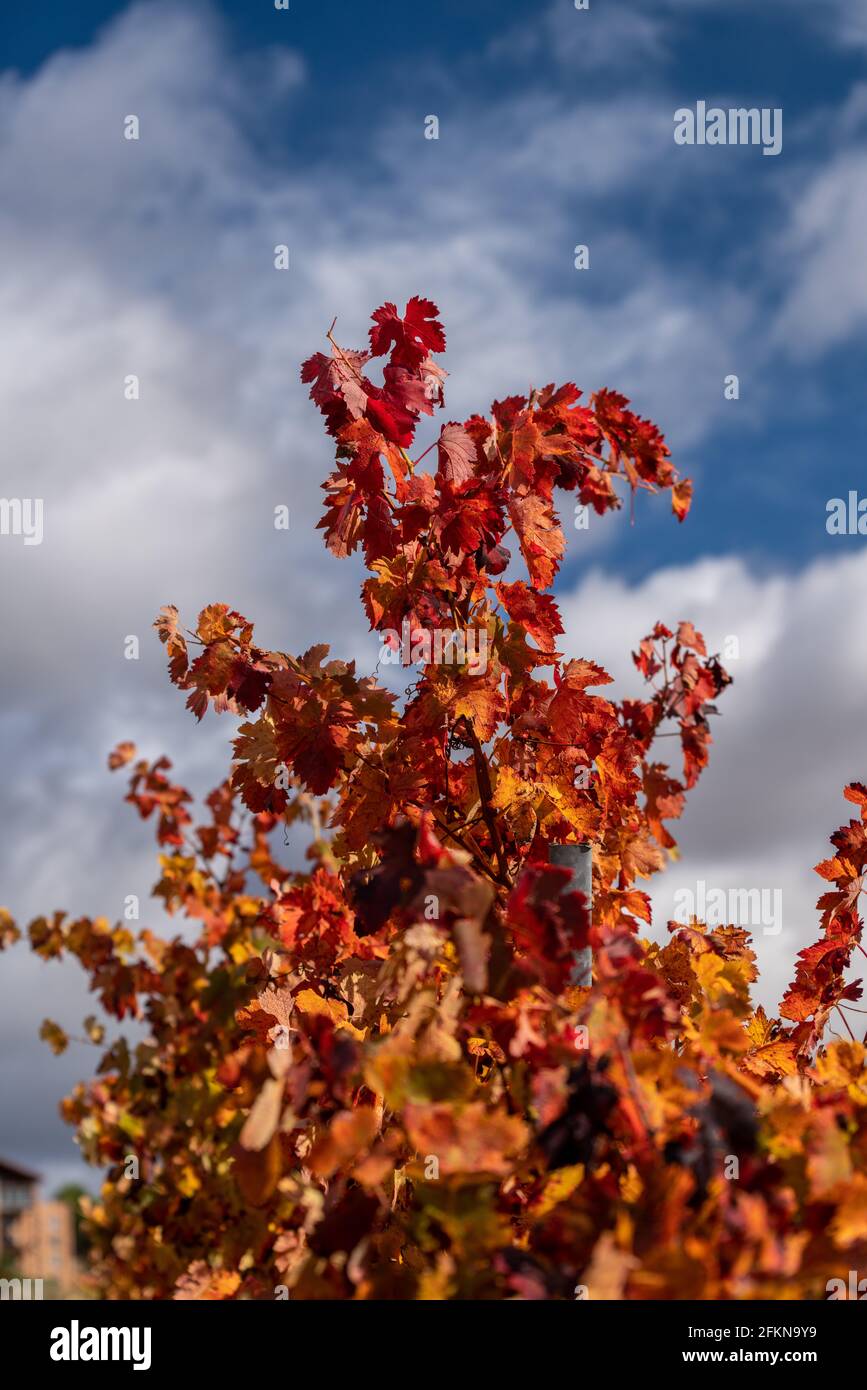 Vigneti della regione di Rioja con colori autunnali. Ora dell'alba Foto Stock