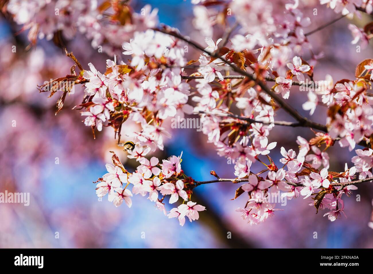 Bumblebee che sorvola i fiori rosa Sakura. L'ape bumble è alla ricerca di nettare tra fiori di ciliegia in primavera. Api (pollinatori) che raccolgono nettare Foto Stock