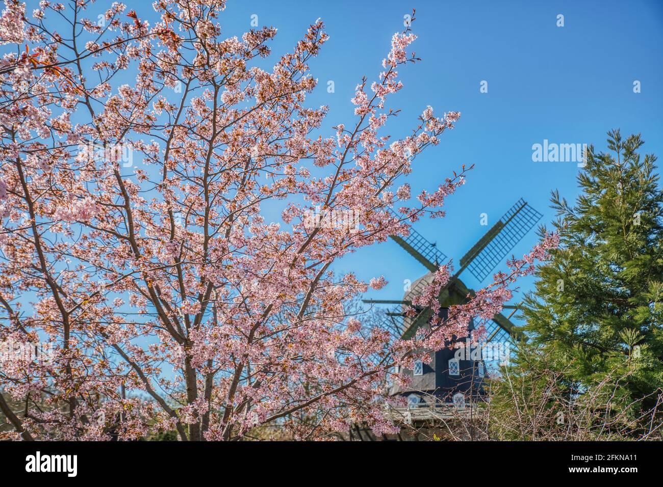 Antico mulino a vento con 4 lame visibili attraverso rami fioriti di ciliegio. Mulino a vento di legno catturato attraverso fiori rosati o fiori di ciliegio rosa Foto Stock