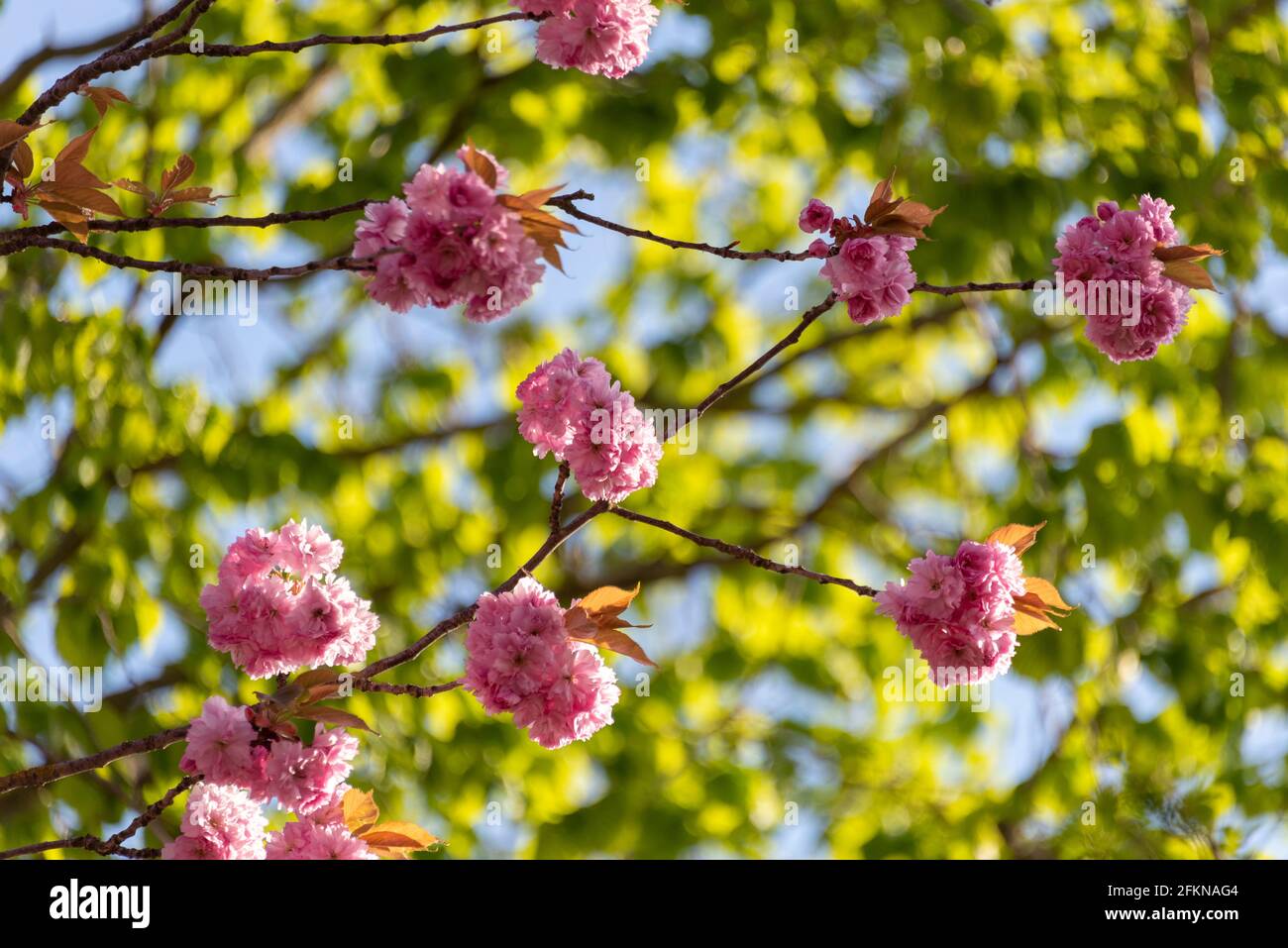 Ciliegia in fiore, ciliegie ornamentali giapponesi in fiore, Magdeburg, Germania Foto Stock