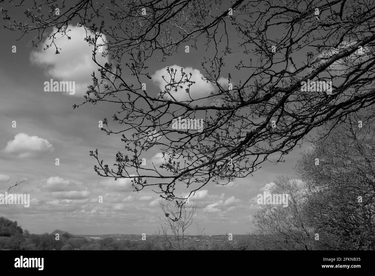 Giovane quercia parte contro un cielo di primavera, Walton Hill, Clent Foto Stock