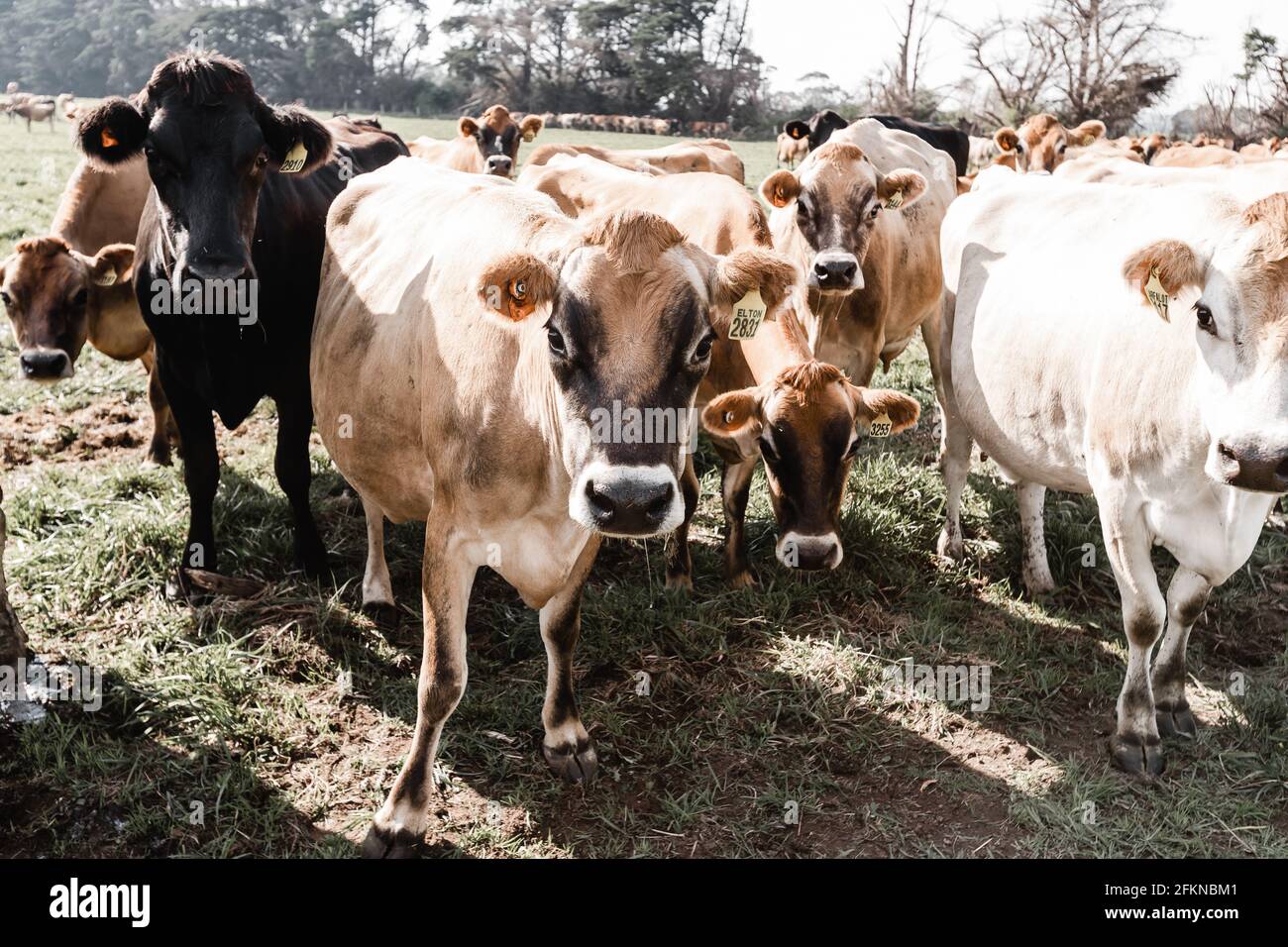 mucche di jersey in una fattoria casearia Foto Stock