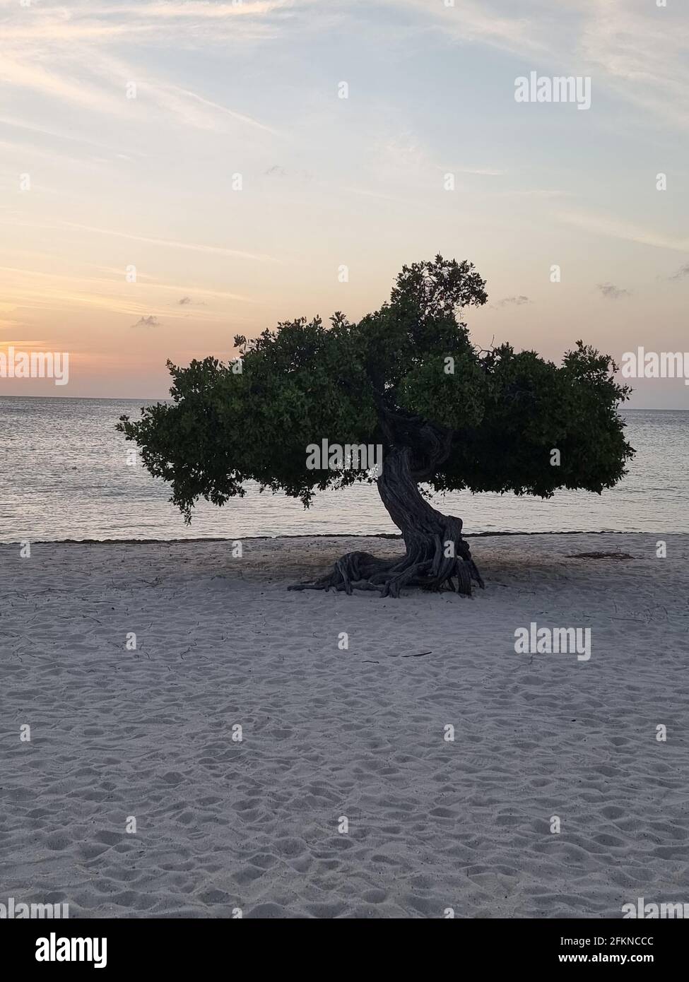 Tramonto a Eagle Beach Aruba, Divi Dive Trees sul litorale di Eagle Beach ad Aruba. Foto Stock