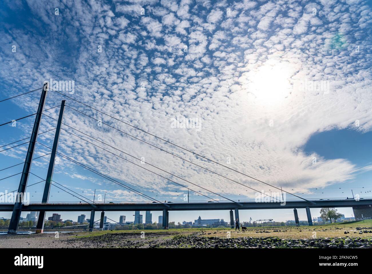 Prati del Reno a Düsseldorf-Oberkassel, ponte del ginocchio del Reno, ponte del Reno, nuvole di pecore, NRW, Germania, Foto Stock