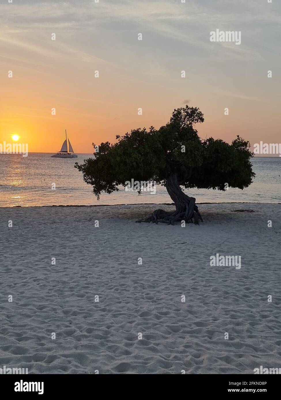 Tramonto a Eagle Beach Aruba, Divi Dive Trees sul litorale di Eagle Beach ad Aruba. Foto Stock