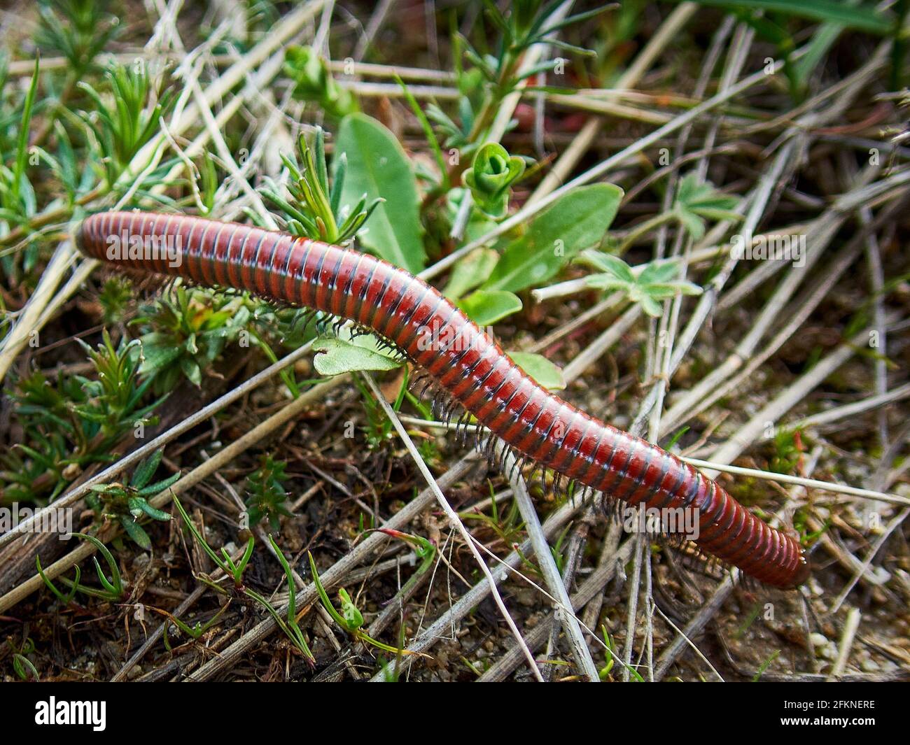 Un primo piano di un centipede strisciando attraverso l'erba Foto Stock