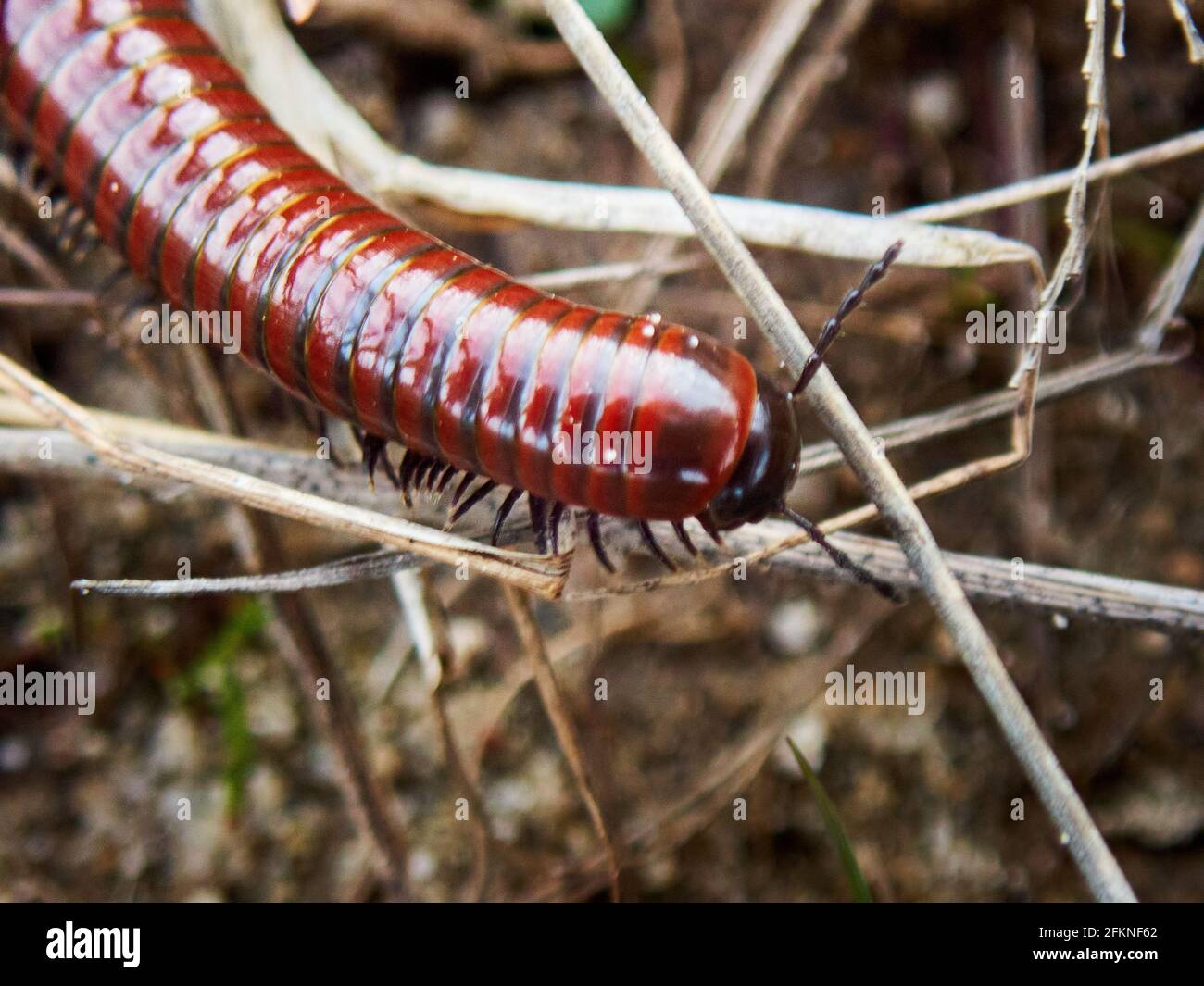 Un primo piano di una macro di un centipede che strisciano attraverso il erba Foto Stock