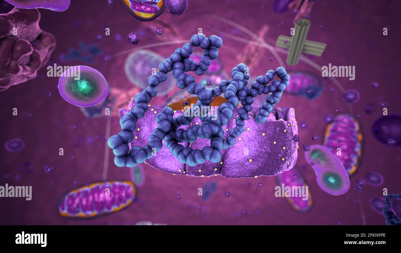 Organelle all'interno dell'eucariote, focalizzate sui ribosomi - illustrazione 3d Foto Stock