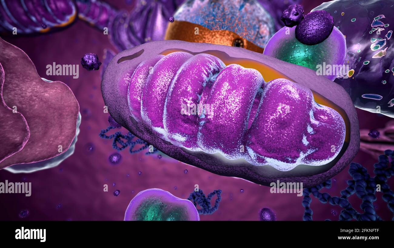 Organelle all'interno dell'eucariota, focalizzare su mitocondri - illustrazione 3d Foto Stock