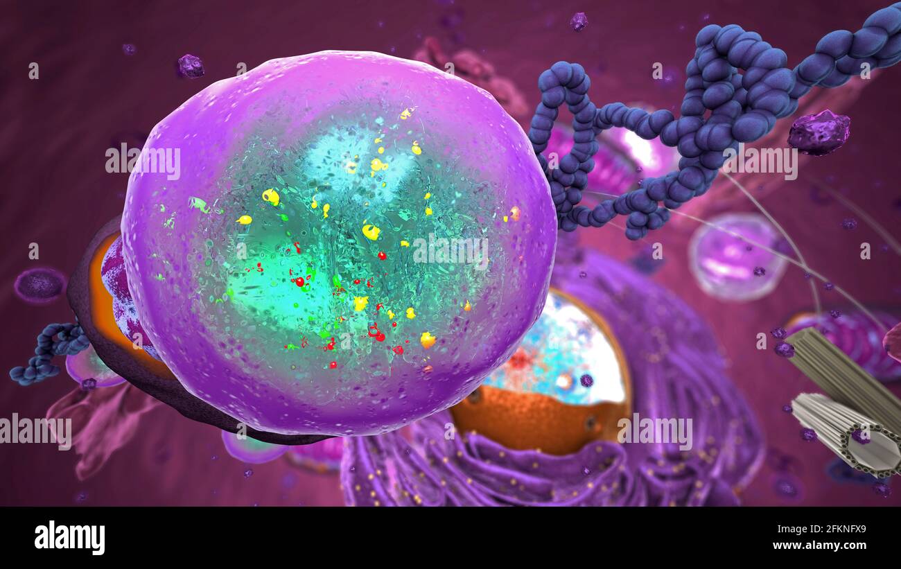 Organelle all'interno dell'eucariota, concentrarsi sul lisosoma - illustrazione 3d Foto Stock