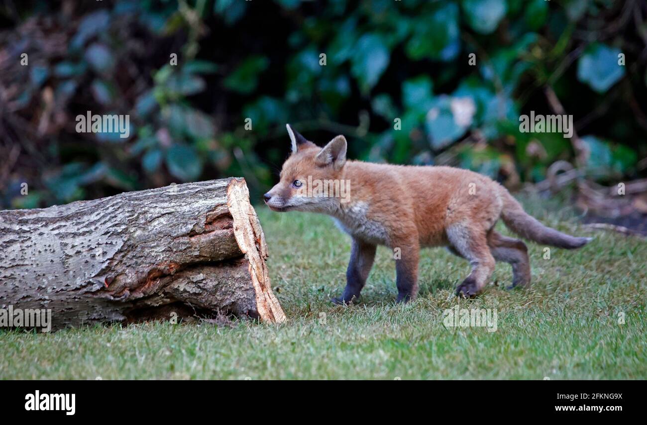 Cucciolo di volpe giovane esplorando il giardino Foto Stock