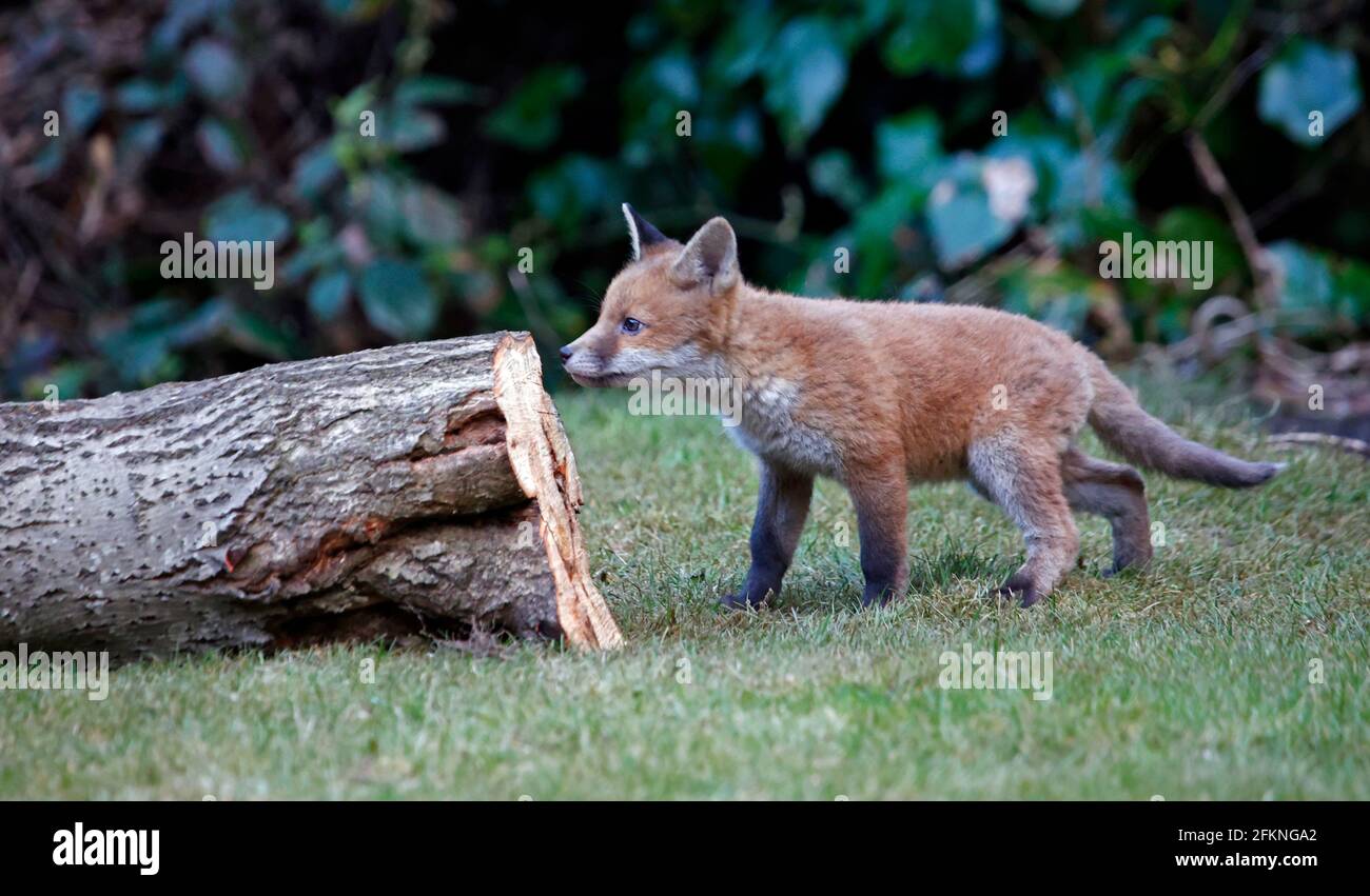 Cucciolo di volpe giovane esplorando il giardino Foto Stock