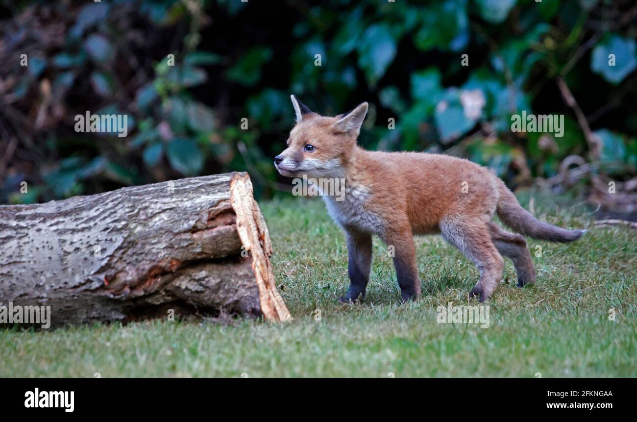 Cucciolo di volpe giovane esplorando il giardino Foto Stock
