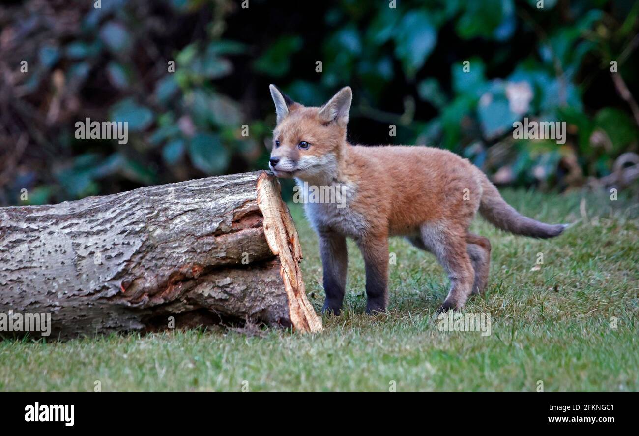 Cucciolo di volpe giovane esplorando il giardino Foto Stock