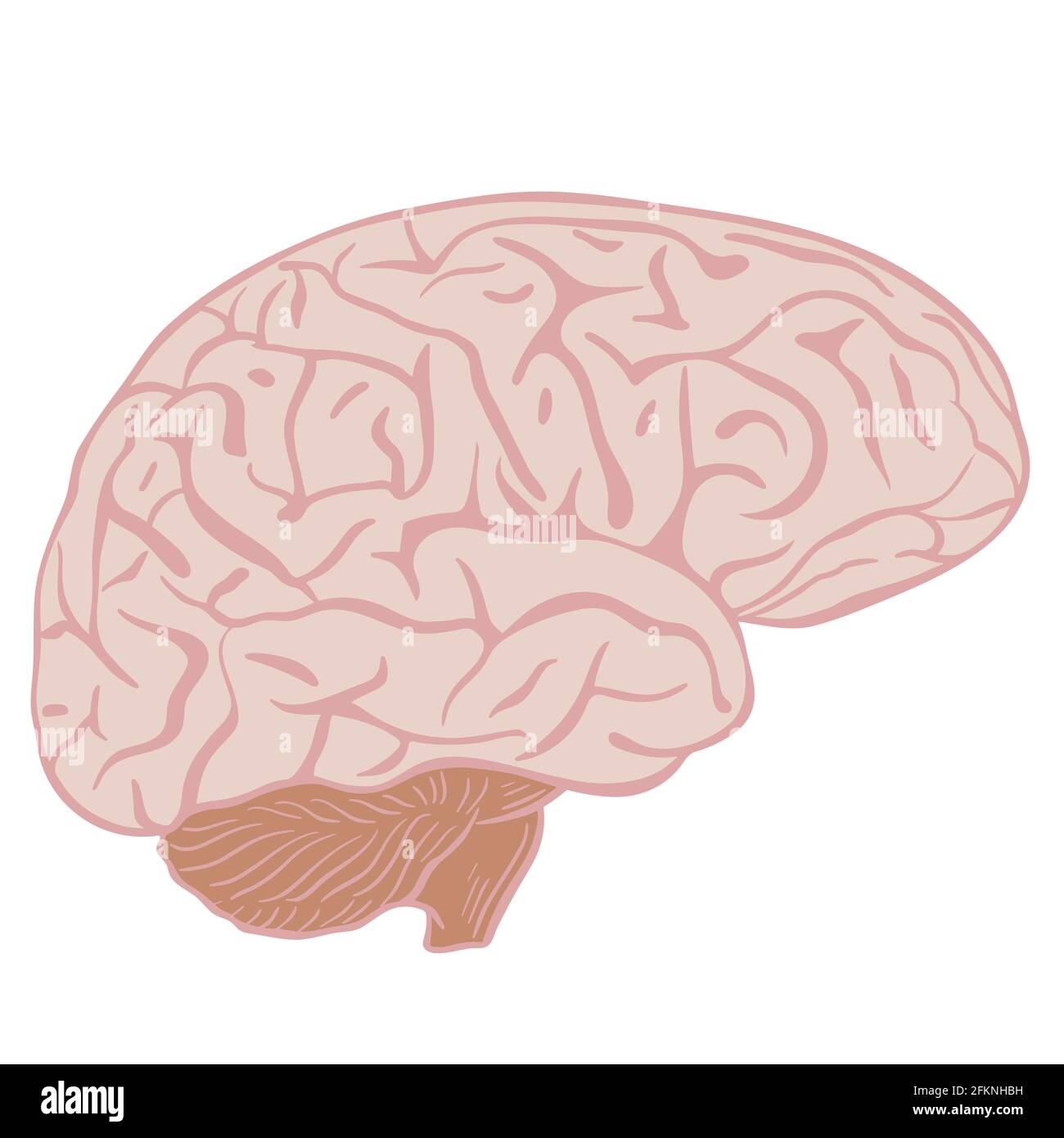 Cervello umano, aspetto naturale. Vettore. Illustrazione Vettoriale