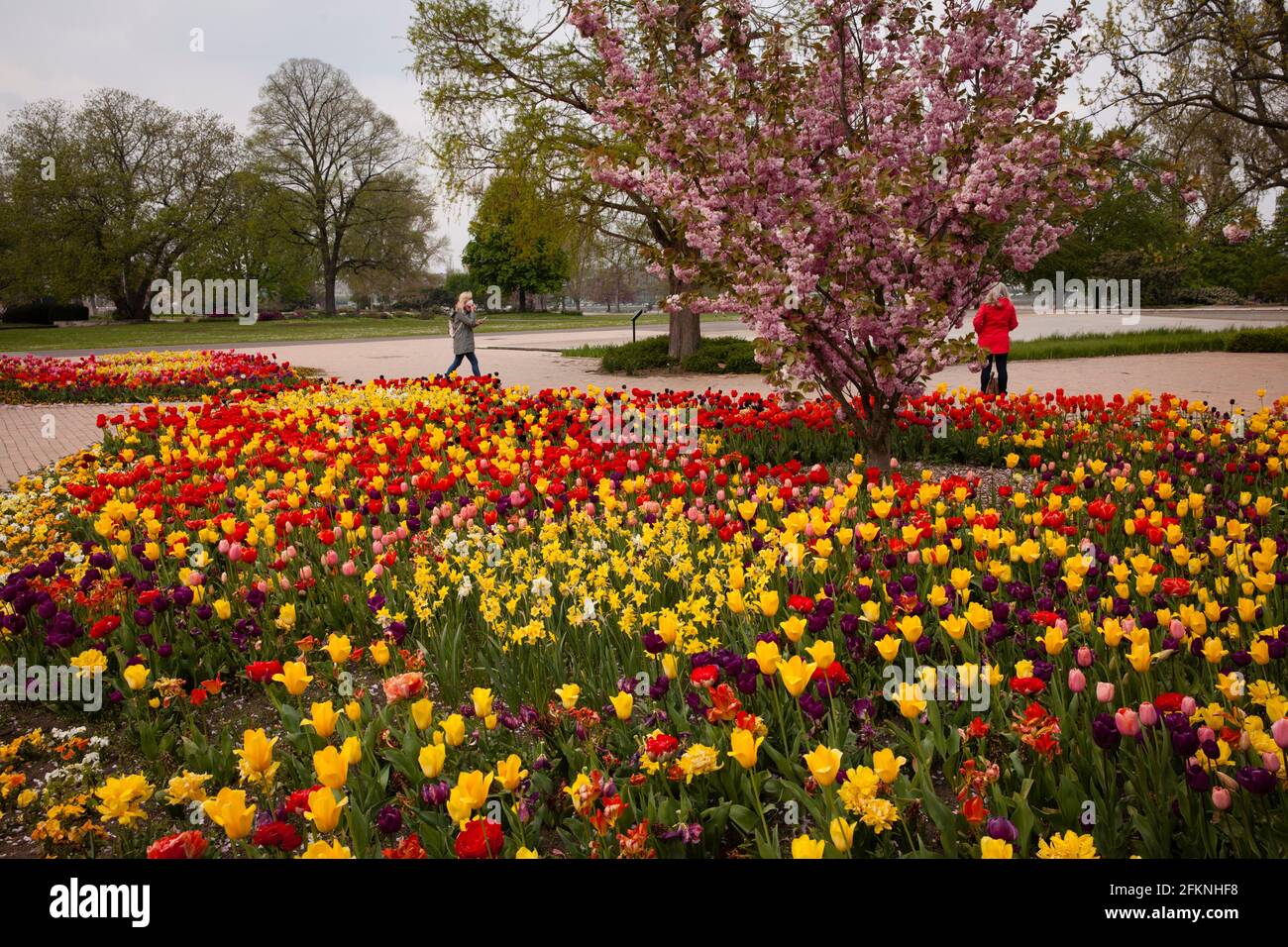 Il Parco del Reno nel quartiere Deutz, area ricreativa locale, letti con tulipani, ciliegi fioriti, Colonia, Germania. Der Rheinpark im Stadtteil De Foto Stock