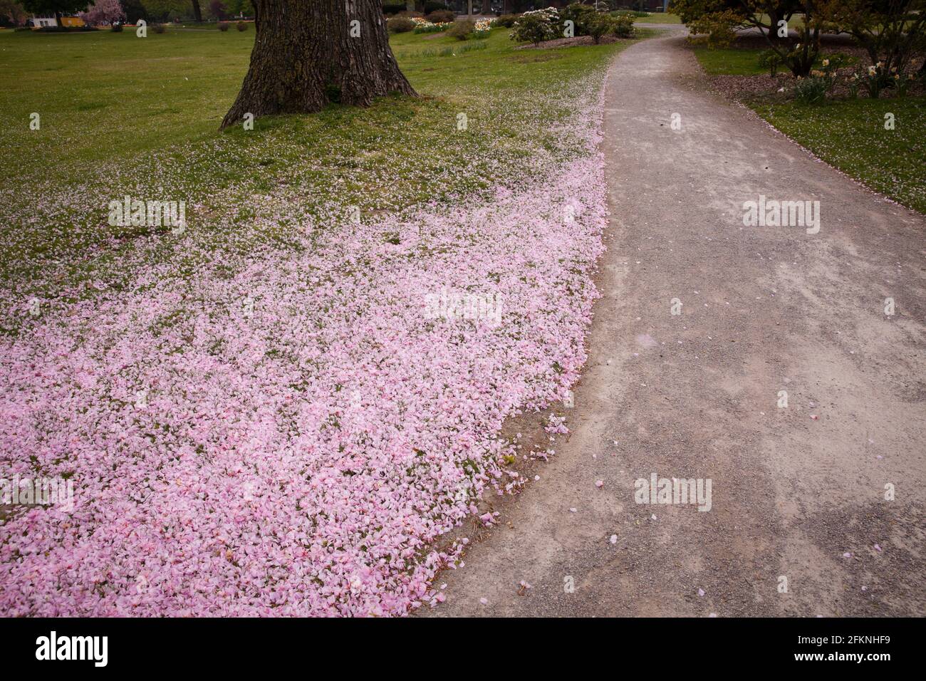 I petali soffiati dai ciliegi si trovano a terra nel Parco del Reno nel quartiere Deutz, area ricreativa locale, Colonia, Germania. Abgewehte Blu Foto Stock