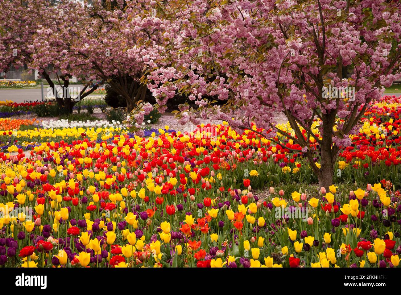 Il Parco del Reno nel quartiere Deutz, area ricreativa locale, letti con tulipani, ciliegi fioriti, Colonia, Germania. Der Rheinpark im Stadtteil De Foto Stock