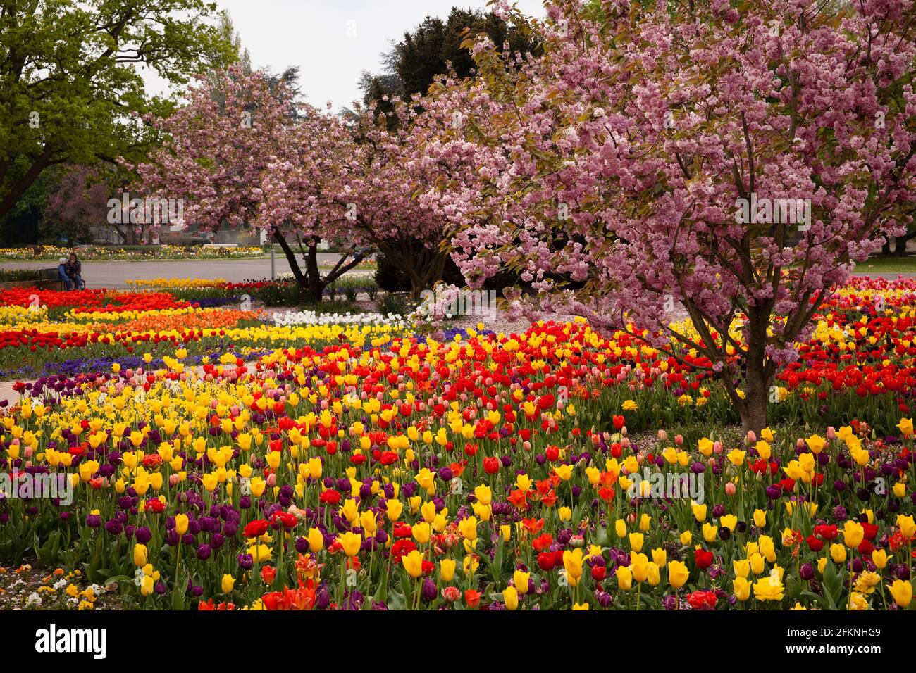 Il Parco del Reno nel quartiere Deutz, area ricreativa locale, letti con tulipani, ciliegi fioriti, Colonia, Germania. Der Rheinpark im Stadtteil De Foto Stock