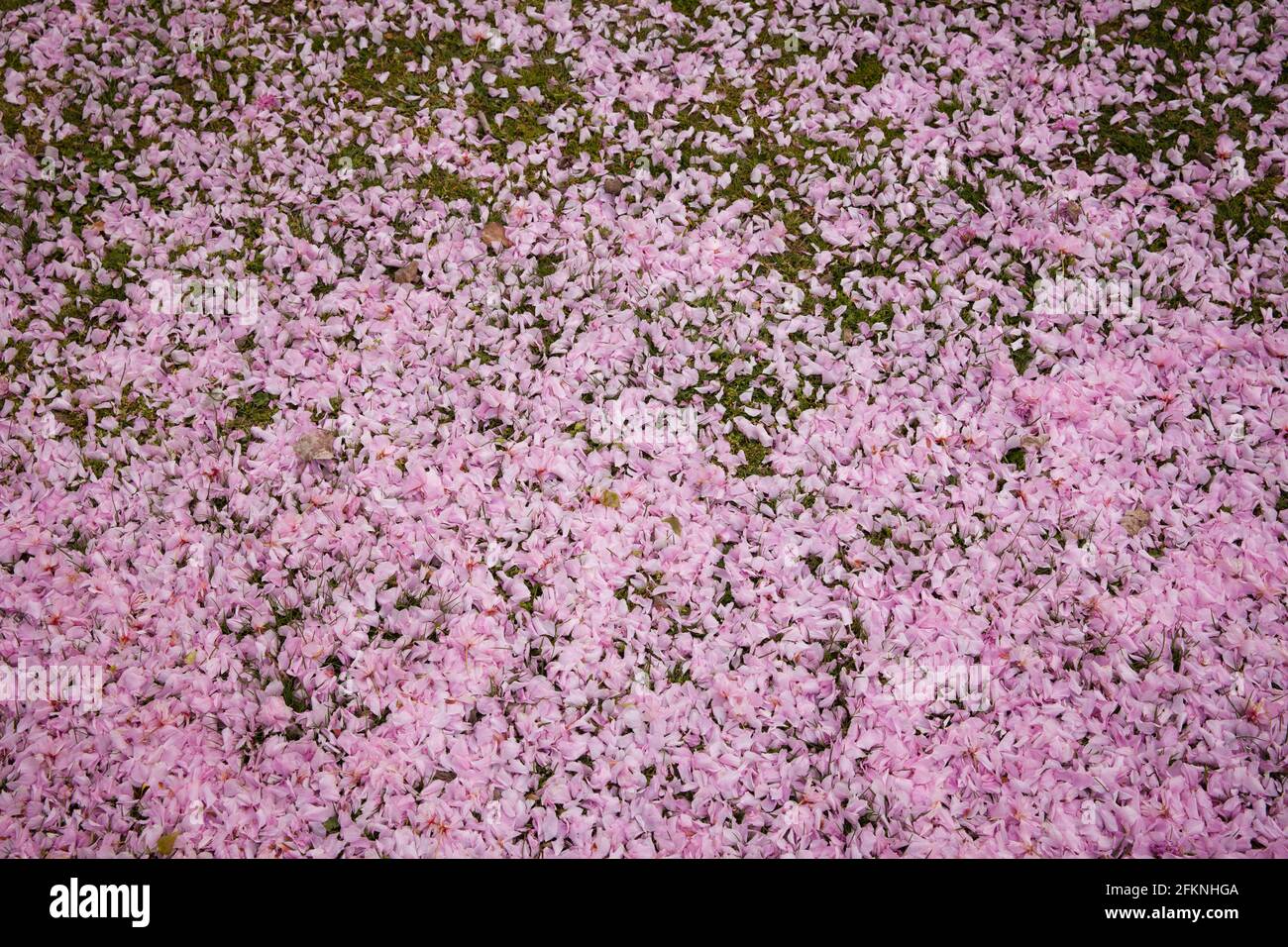 I petali soffiati dai ciliegi si trovano a terra nel Parco del Reno nel quartiere Deutz, area ricreativa locale, Colonia, Germania. Abgewehte Blu Foto Stock