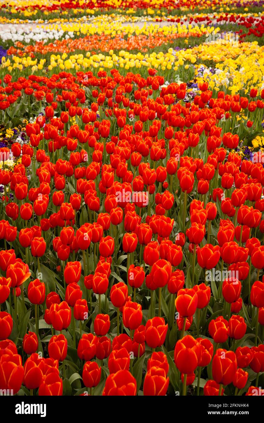 Il Parco del Reno nel quartiere Deutz, area ricreativa locale, letti con tulipani, Colonia, Germania. Der Rheinpark im Stadtteil Deutz, Naherholungsgebiet Foto Stock