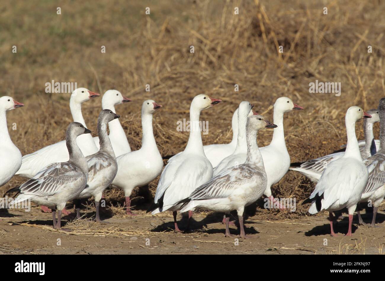 Oche di neve in campo Anser caerulescens Bosque del Apache NWR New Mexico, USA BI005473 Foto Stock