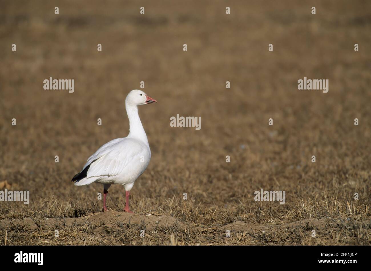 L'oca di neve in campo Anser caerulescens Bosque del Apache NWR New Mexico, USA BI005474 Foto Stock