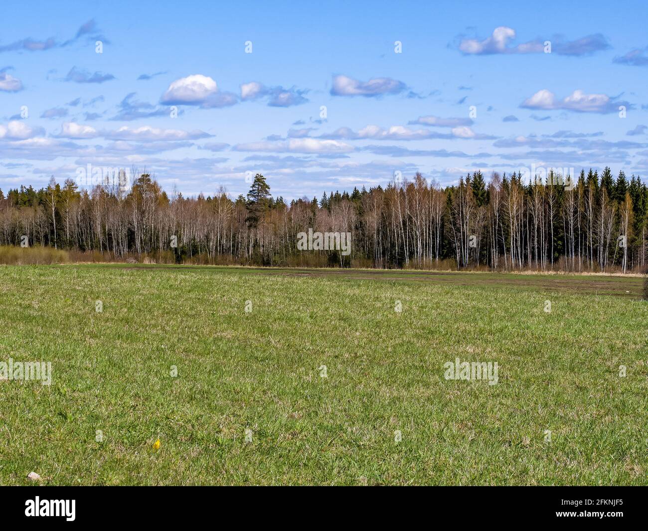 paesaggio rurale con prato verde e cielo blu sopra. semplice campagna, foto primavera della natura. Iniziare a diventare verde. Foto Stock